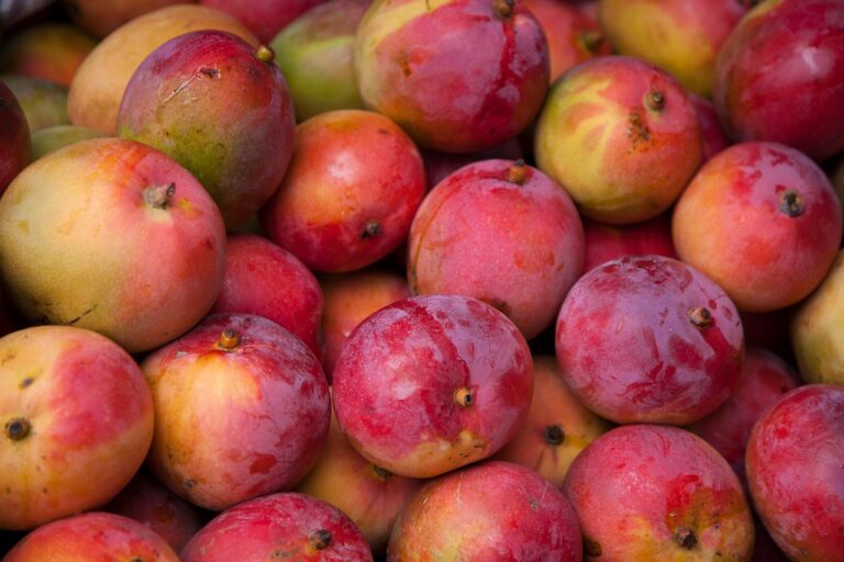 Panen Mangga Muda di Malang Raya, Petani Petik Lebih Awal